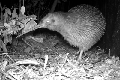 Kiwi siblings moving into our nocturnal habitat