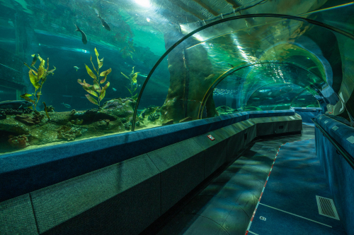 Travelator National Aquarium Napier