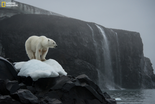 Photograph by Enric Sala, National Geographic