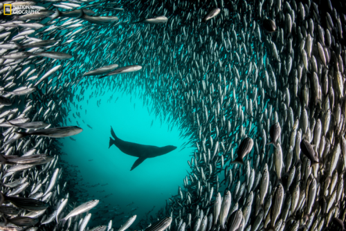 Photograph by Enric Sala, National Geographic