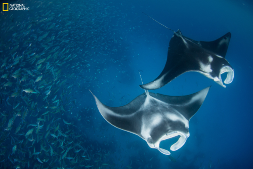 Photograph by Enric Sala, National Geographic