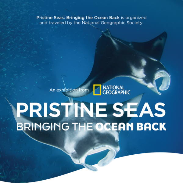 Pristine Seas: Bringing the Ocean Back