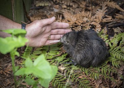 rsz naq kiwi chicks jan 2017 10